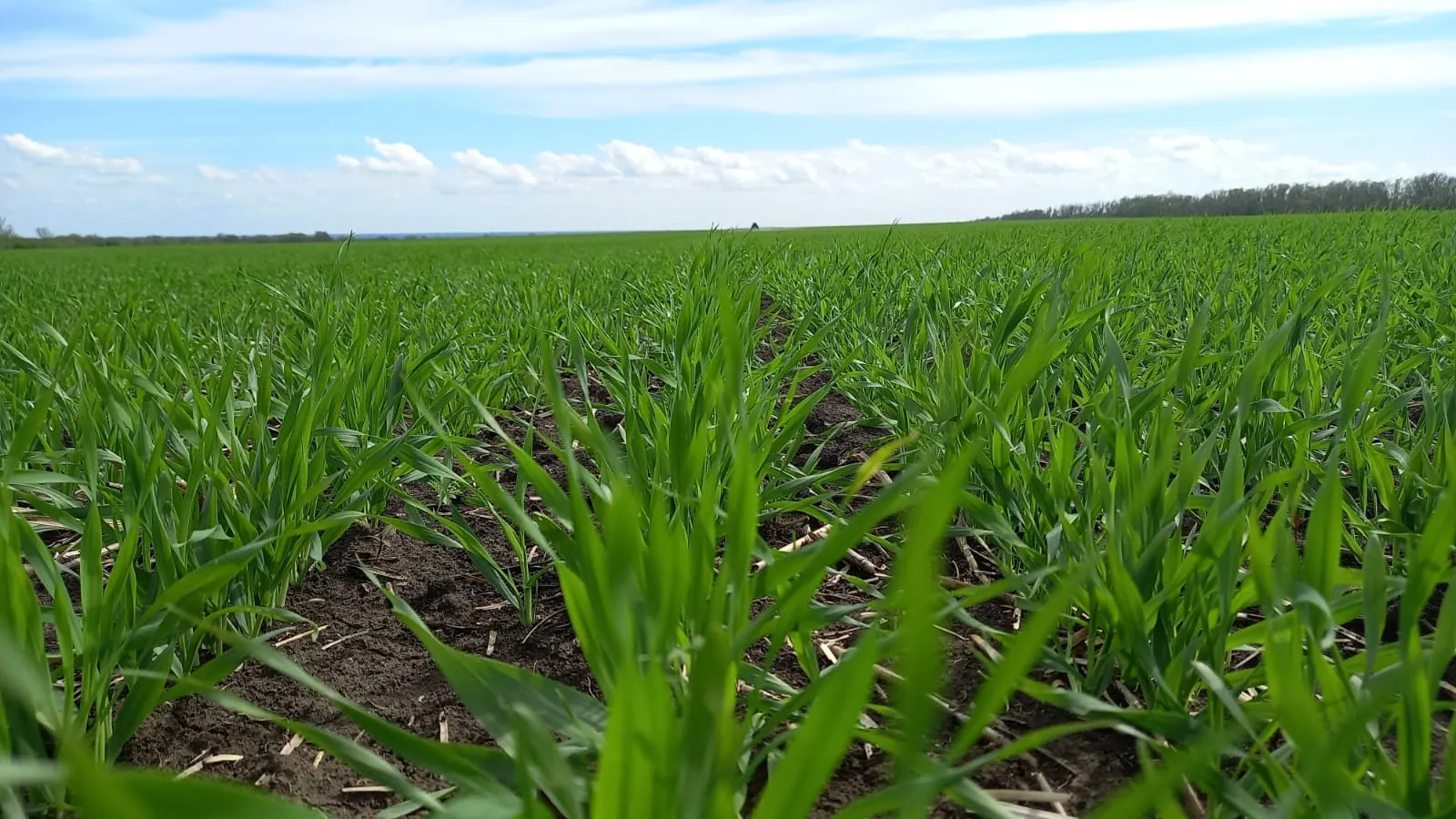 Изображение WhatsApp 2023-04-27 в 11.57.54.jpg