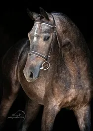 КАССИО (Кандинский-Афина Паллада-Аль Пассал)