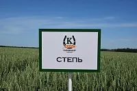 Степь