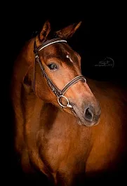 БАВАРИЯ (Вольфрам-Барбара-Буг)