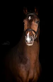 КОРИНФ (Кондор-Колдунья-Калетто)