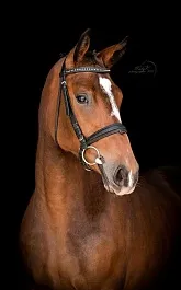 КАПРИ (Кронпринц-Омаха-Хеопс)