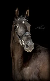 КОВЕРСАДА (Крист-Доротея-Домбай)