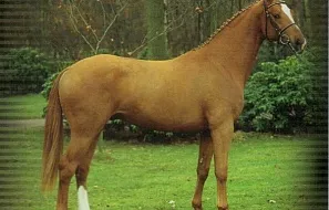 Домбай (De Niro-Bolero-Disput), 2002 г.р., свежее семя: 35 000,- руб.