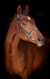 КОППЕРФИЛЬД (Кандинский-Папайя-Посандо)