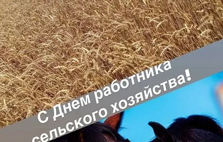 Дорогие труженики и ветераны сельского хозяйства!