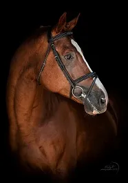 ПАЛЛАДИУМ 13 (Парнас-Познань-Заслон)