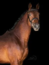 КАЛЬВАРО (Лексус-Кохея-Квазимодо)