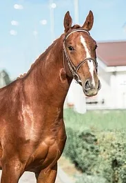 ФРАНЧЕСКО (Кандинский-Флэра-Эрот хх)