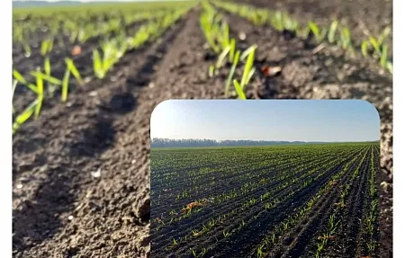 Наши первые всходы