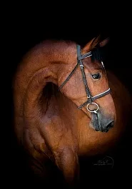 ХЕННЕССИ (Вольфрам-Хазария-Заслон)