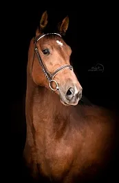 ЛОЗАННА (Лексус-Загадка-Заслон)