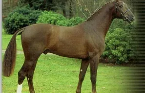 Эквадор (Ehrenwort-Nouveau Roi xx-Bengale), 2002 г.р., свежее семя: 50 000,- руб.