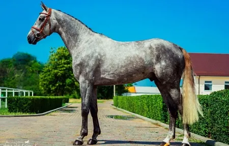 Кандинский (Cathanos-Fabriano-Lauries Crusador xx), 2011 г.р., свежее семя: 70 000,- руб.
