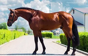 Аль Пачино (a`Lee Spring Power-Candillo-Lanfgraf I), 2011 г.р., свежее семя: 60 000,- руб.