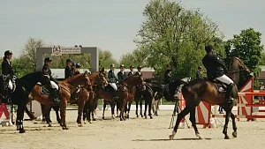 Коннозаводство