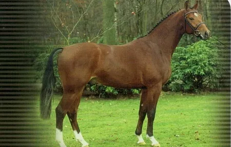 Лексус (Lordanos-Corradino-Gervantus I), 2002 г.р., свежее семя : 60 000,- руб.