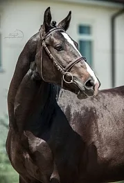 ФАЛЬКАО (Кронпринц-Хмелита-Телец)