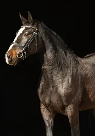 КАЛИФОРНИЯ 7 (Карамболь-Флейта-Парнас)