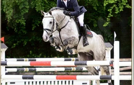 Coupe d'Or (Coupe de Coeur-Rivero xx-Lordanos-Grannus), 2008 г.р. Замороженное семя.