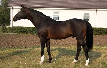 Аль-Пассал (Принц-Парадэ-Полидор), 1994 г.р., свежее семя: 35 000,- руб.