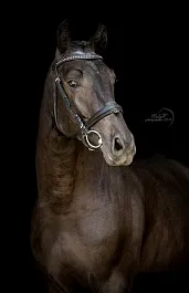 КЕННЕДИ (Кронпринц-Колдунья-Калетто)