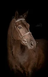 АЙРИС (Аль Пассал-Интуиция-Буг)