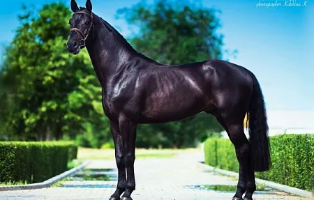 Кронпринц (Cornet Obolensky-Polydor-Weinberg), 2011 г.р., свежее семя: 70 000,- руб.