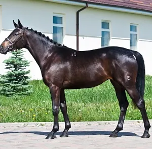Кобылы
